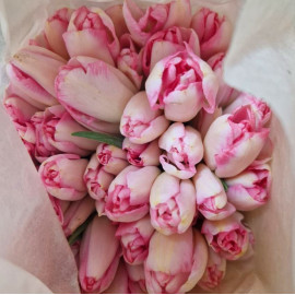 Тюльпан бело- розовый 2