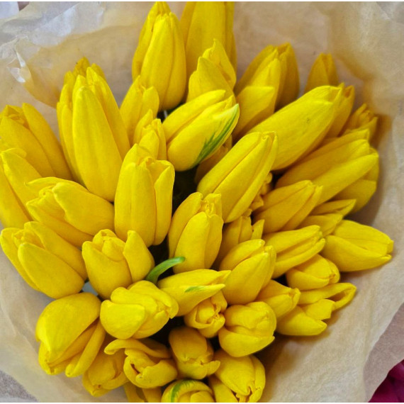 Тюльпан желтый