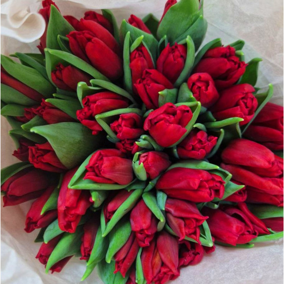 Тюльпан красный