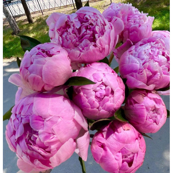 Пион (Голландия) Пион (Голландия)