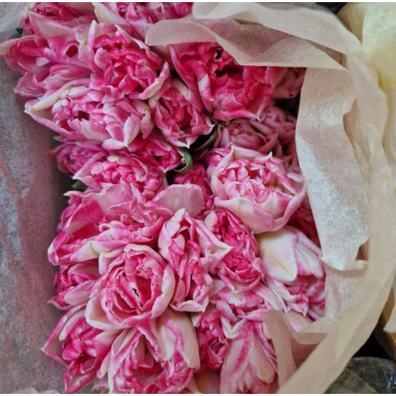 Тюльпан пионовидный